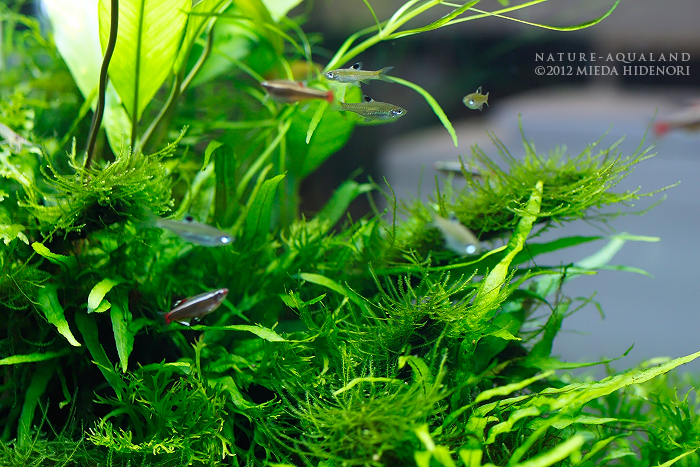 Amazon｜聖新陶芸 春 / 夏 / 秋の アクアリウム 水草 栽培キット