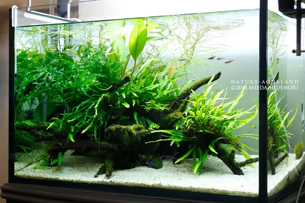 むーん陰性水草レイアウト流木　60センチ水槽用ブランチウッド3種 むーん様専用陰性水草レイアウト流木 60センチ水槽用ブランチ