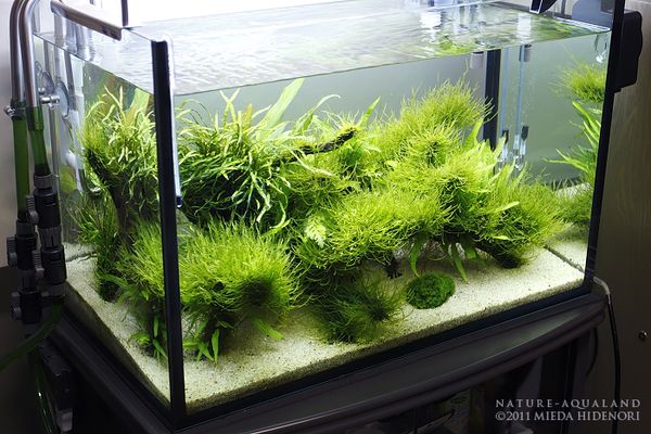 NATURE-AQUALAND osakana blog: 陰性水草水槽のトリミングの前と後