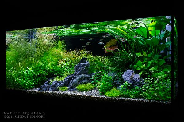 NATURE-AQUALAND osakana blog: 90cm水草水槽（2011年1月）