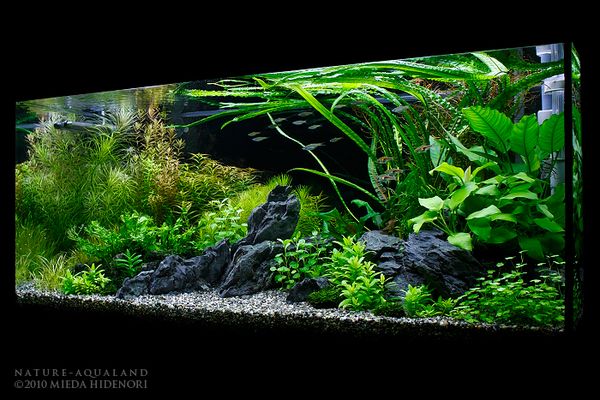 アヌビアスなど大量出品★水槽内の水草全てになります こんばんは！ なんだかんだで2年以上維持している、金魚の水草