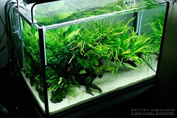 なかつ様確認用陰性水草 maxresdefault.jpg