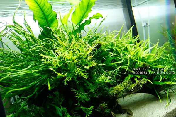 なかつ様確認用陰性水草 なかつ様確認用陰性水草