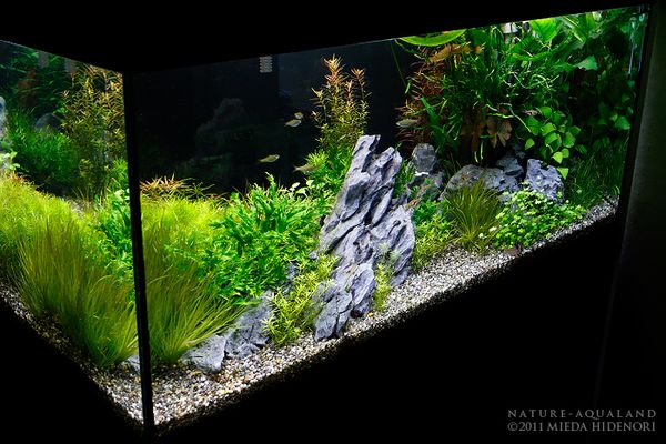 NATURE-AQUALAND osakana blog: 90cm水草水槽がスッキリ！