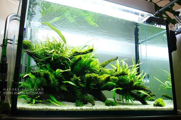 NATURE-AQUALAND osakana blog: 60cm陰性水草水槽（2011年8月）