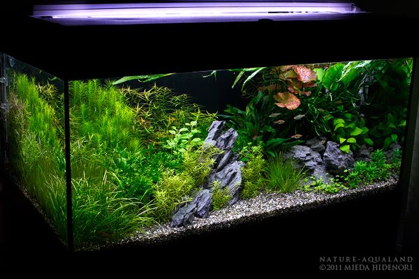 NATURE-AQUALAND osakana blog: 90cm水草水槽（2011年7月）