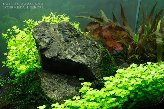 NATURE-AQUALAND osakana blog: 千景石60cm水槽をいろいろと…