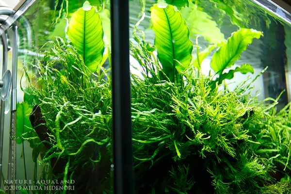 水草 non NATURE-AQUALAND osakana blog: