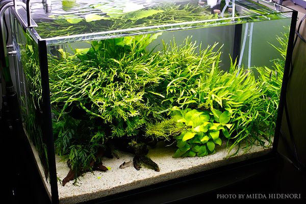 陰性水草セット 陰性水草水槽🌿Shade aquatic plants tank✨ 水槽中央に陣取らせ