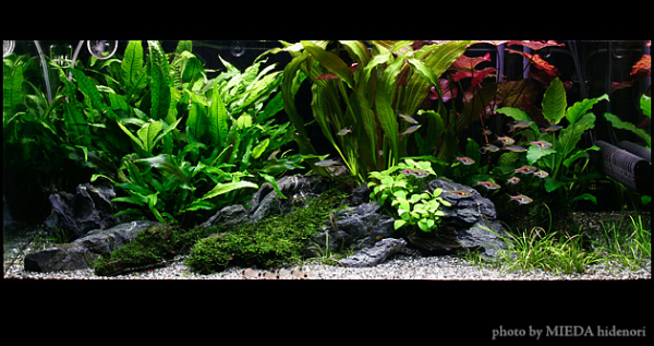 NATURE-AQUALAND osakana blog: 90cm水草水槽（2006年3月）
